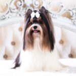 A Biewer Terrier with a long, silky tricolor coat of black, tan, and white, sitting elegantly indoors. The dog has a neatly groomed appearance, with its topknot adorned with a small decorative clip. Its tongue is slightly out, adding a playful charm.