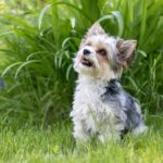 A Biewer Terrier sitting on green grass, surrounded by tall blades of vibrant foliage. The dog's soft tricolor coat of black, white, and tan shines in the natural light.