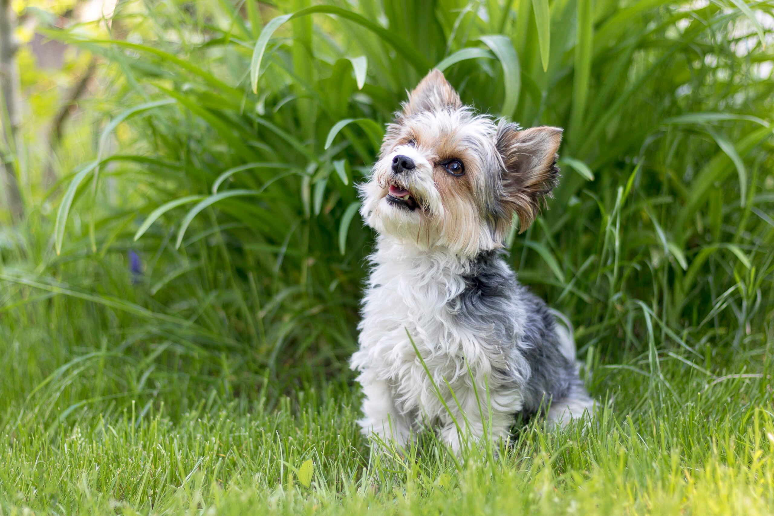 longhair beiwer terrier with a purple bow