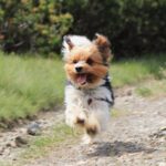 A Biewer Terrier running energetically on a gravel path surrounded by lush green grass.