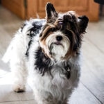 A Biewer Terrier standing indoors on a wooden floor, its tricolor coat of black, white, and tan appearing soft and fluffy.