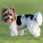 A Biewer Terrier standing on a grassy field, its tricolor coat of black, white, and tan glowing in the natural sunlight. The dog looks cheerful with its tongue out, exuding playfulness and energy.