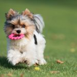 A Biewer Terrier joyfully running on a grassy field, holding a pink chew toy in its mouth.