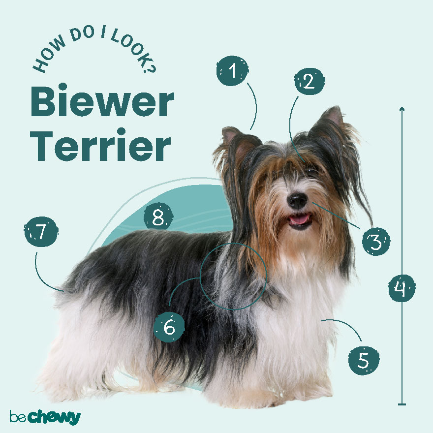 Photo of a Biewer Terrier