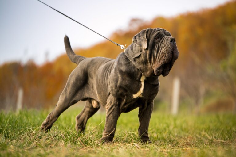 Photo of a Neapolitan Mastiff