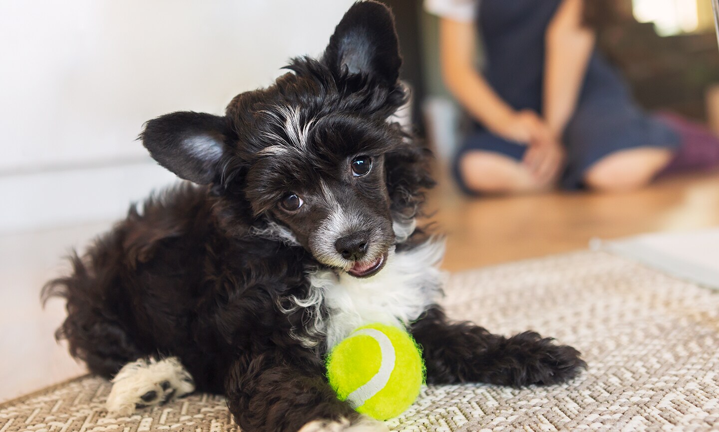 Chinese Crested Breed: Characteristics, Care & Photos | Chewy