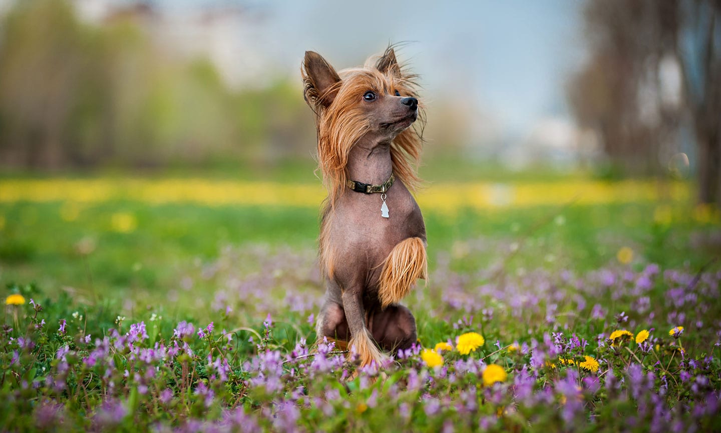 Chinese crested dog shops with hair