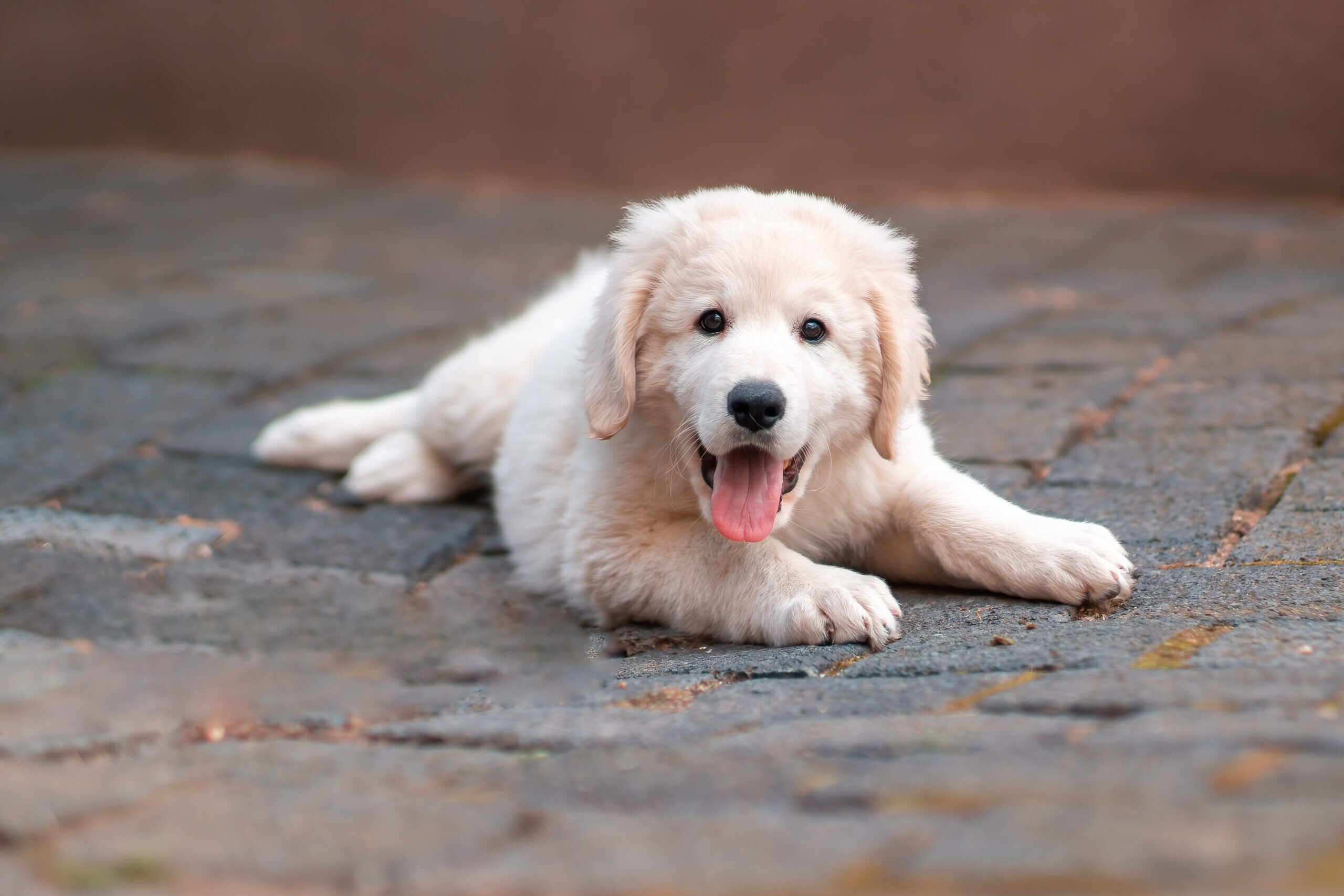 Fashion kuvasz breed