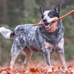 australian cattle dog