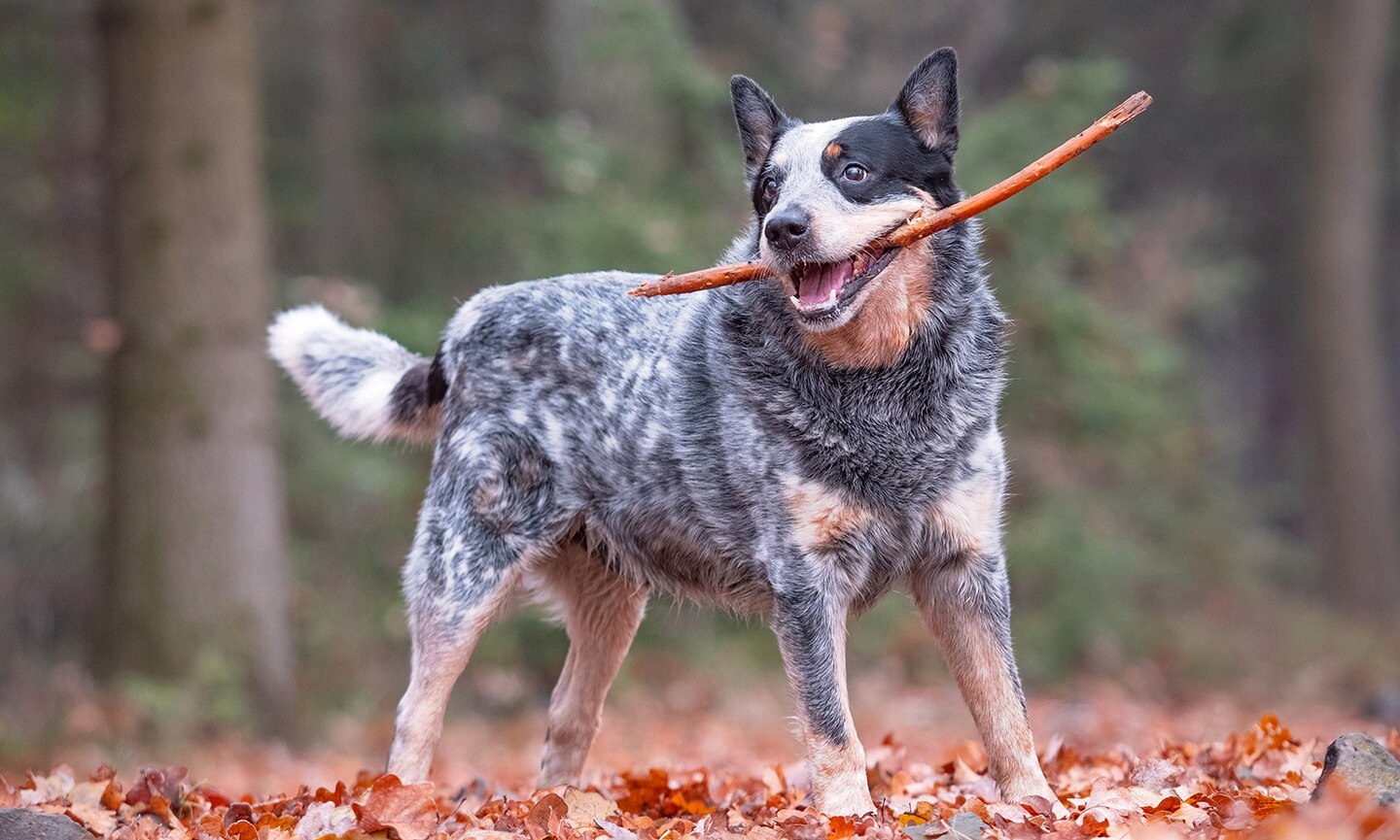 Blue Heeler Full Grown
