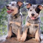 australian cattle dog