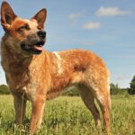 australian cattle dog