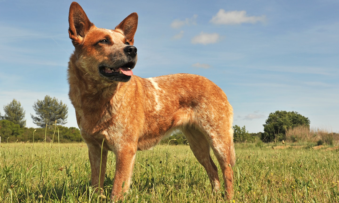 Australian Cattle Dog Breed: Characteristics, Care \u0026 Photos | Chewy, image size:1440x865