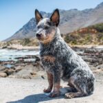 australian cattle dog