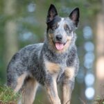 australian cattle dog