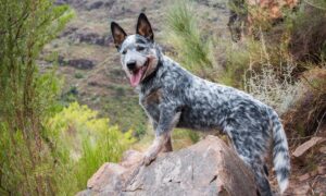 Australian Cattle Dog