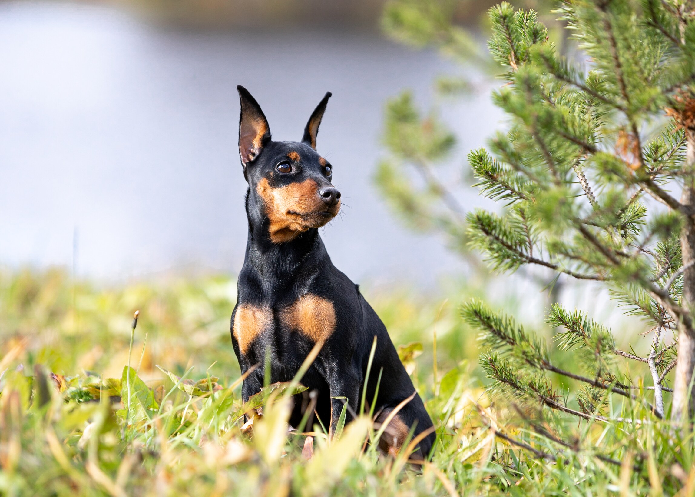 Miniature Pinscher Breed Characteristics Care Photos Chewy