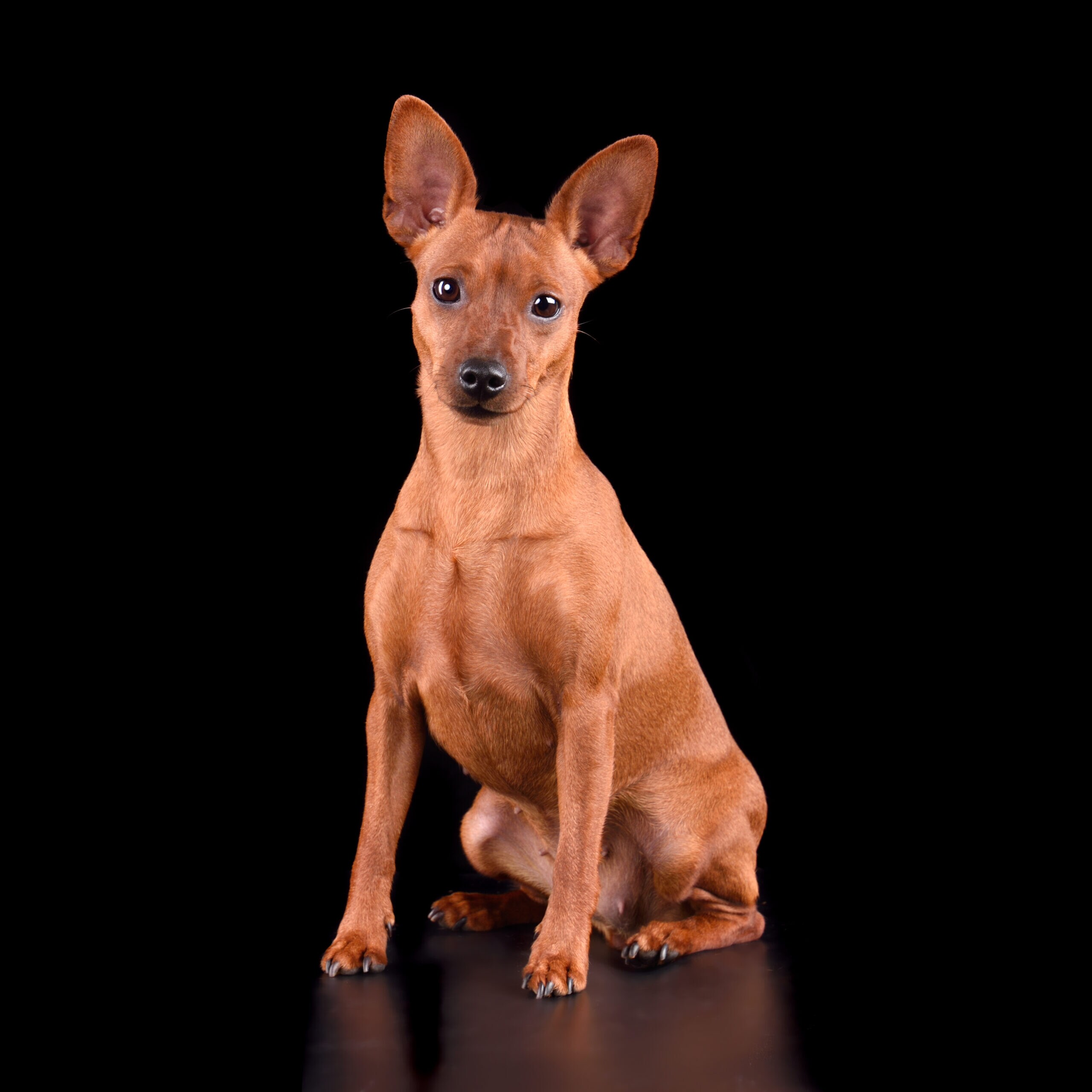 Black mini shops pinscher