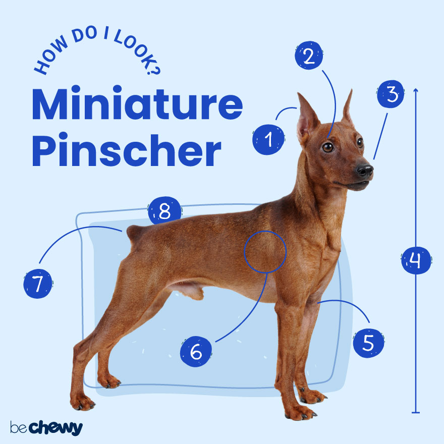 Blue miniature pinscher for shops