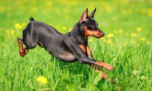 Miniature Pinscher