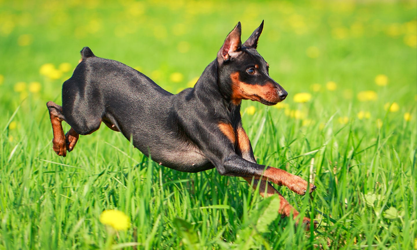 Min pin dogs for fashion