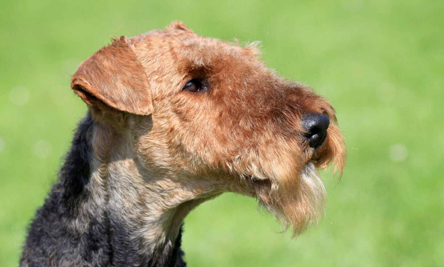 Airedale Terrier Breed: Characteristics, Care \u0026 Photos | Chewy, image size:1440x865