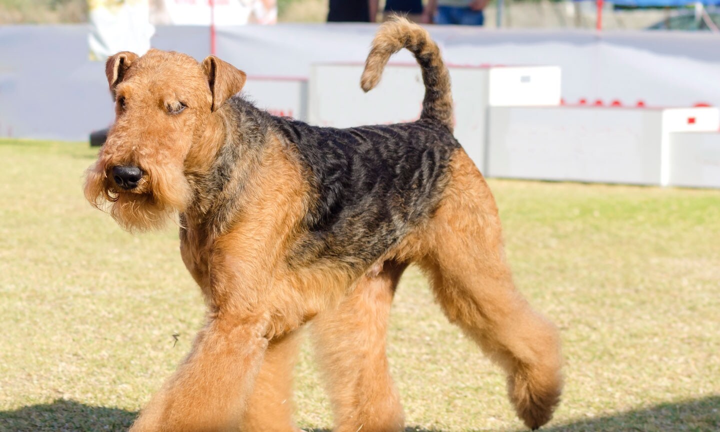 Adelaide terrier shops