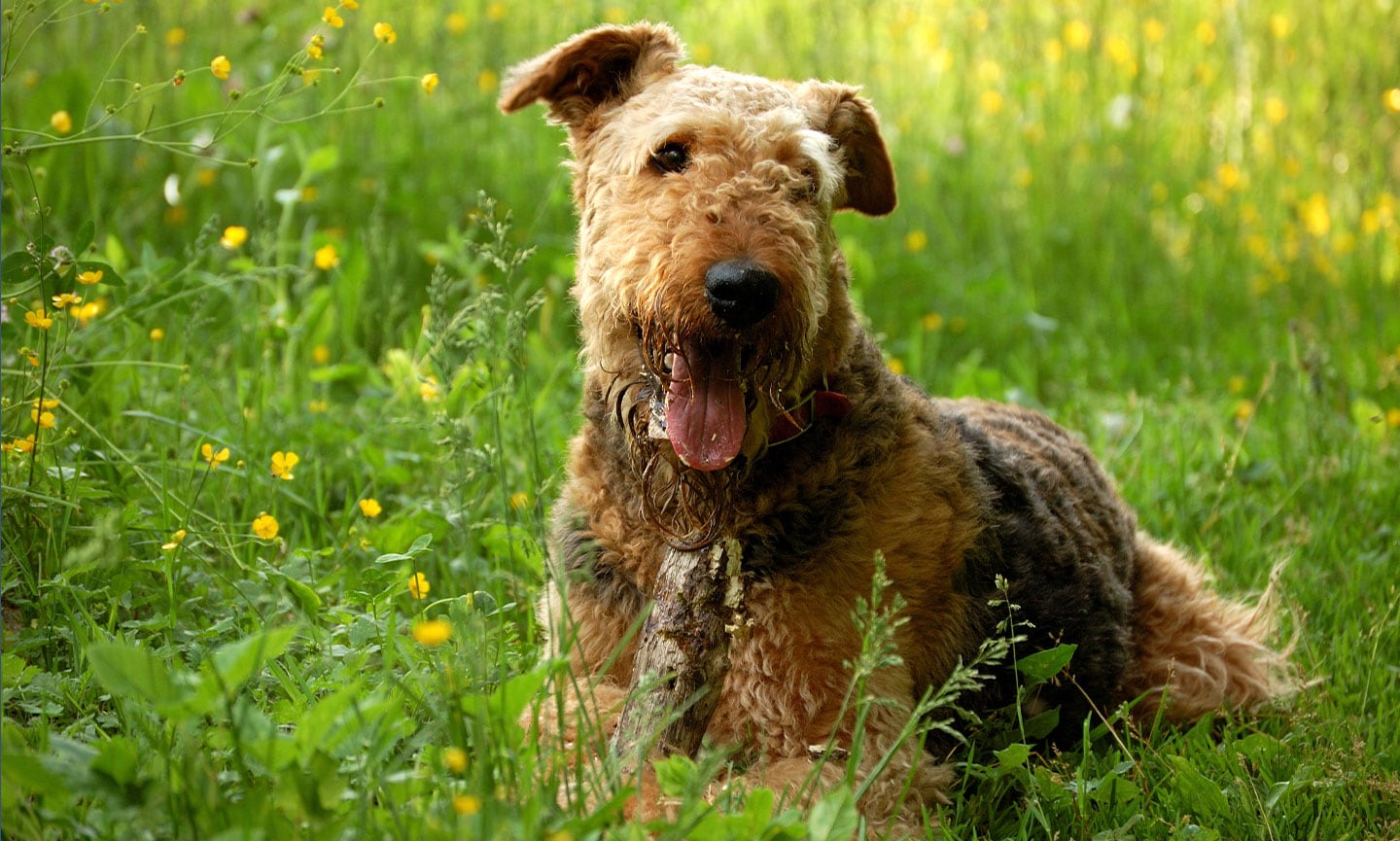 Airedale terrier mix fashion breeds