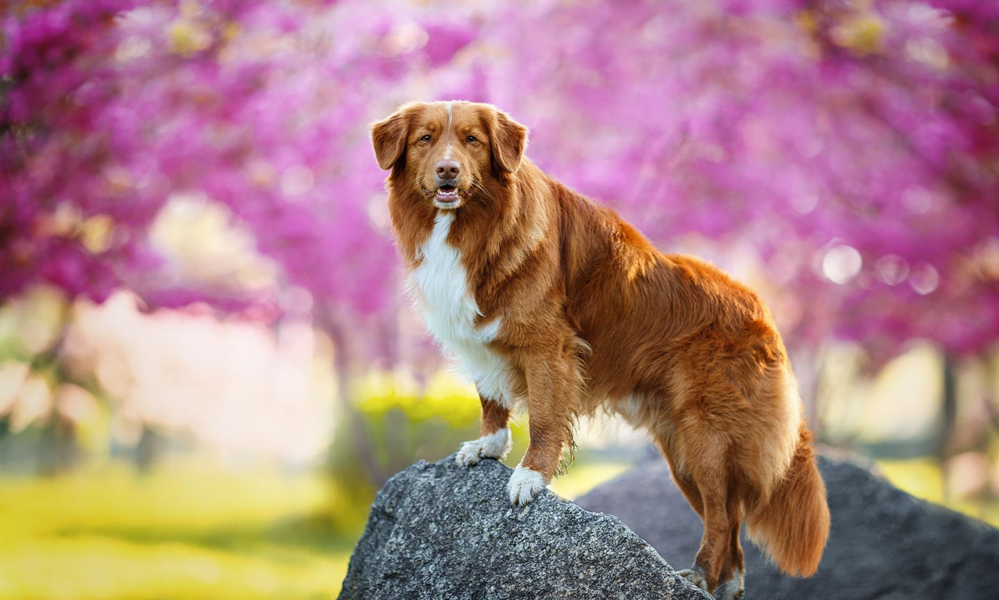 Toller retriever retailer