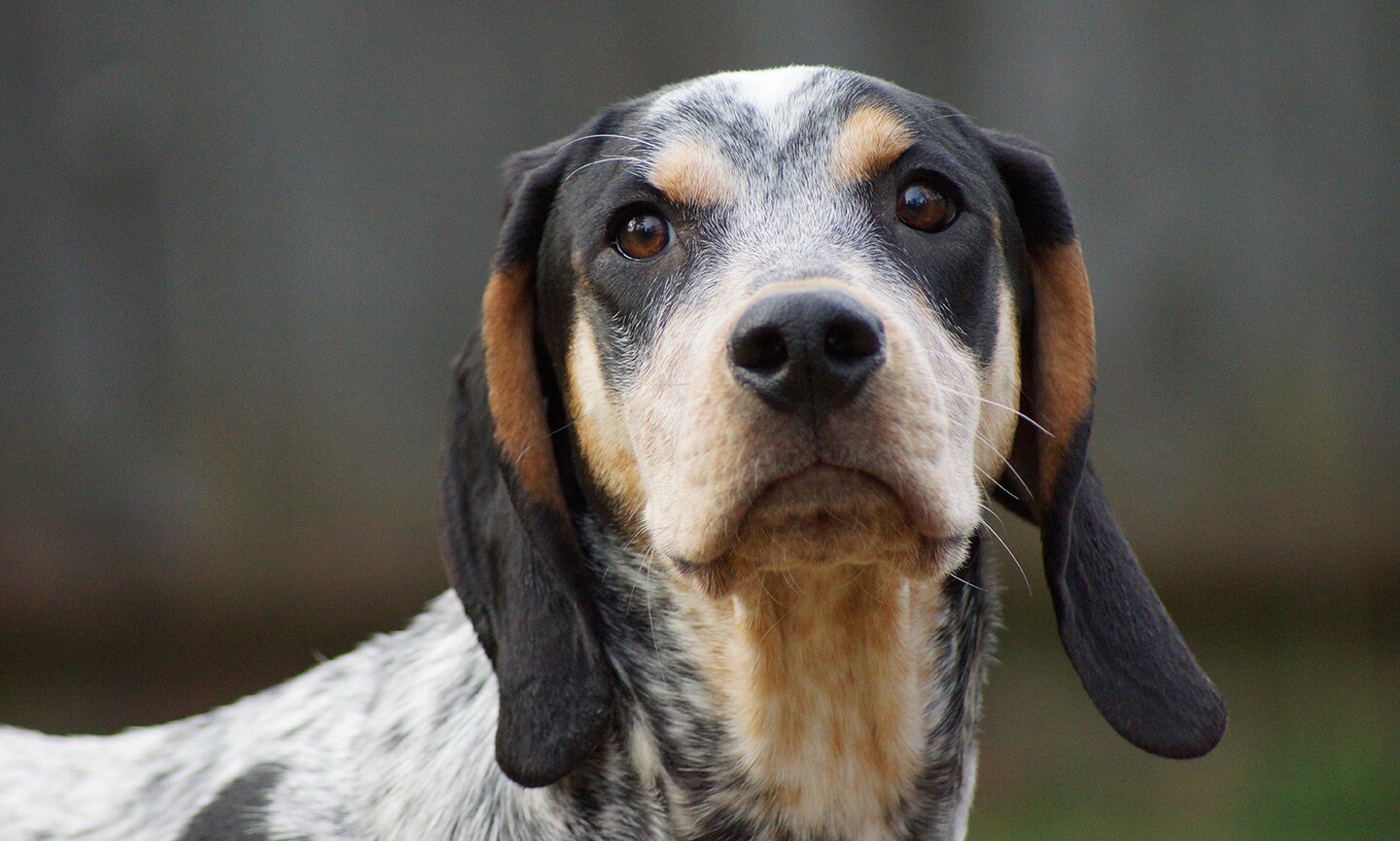 Black and tan bluetick fashion coonhound