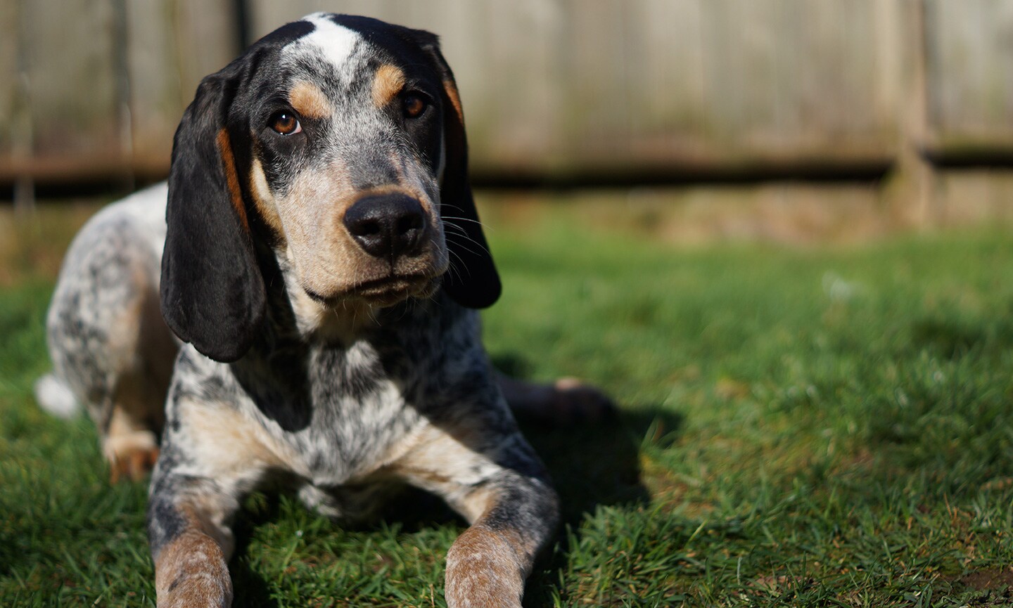 A bluetick orders coonhound