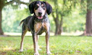 Bluetick Coonhound