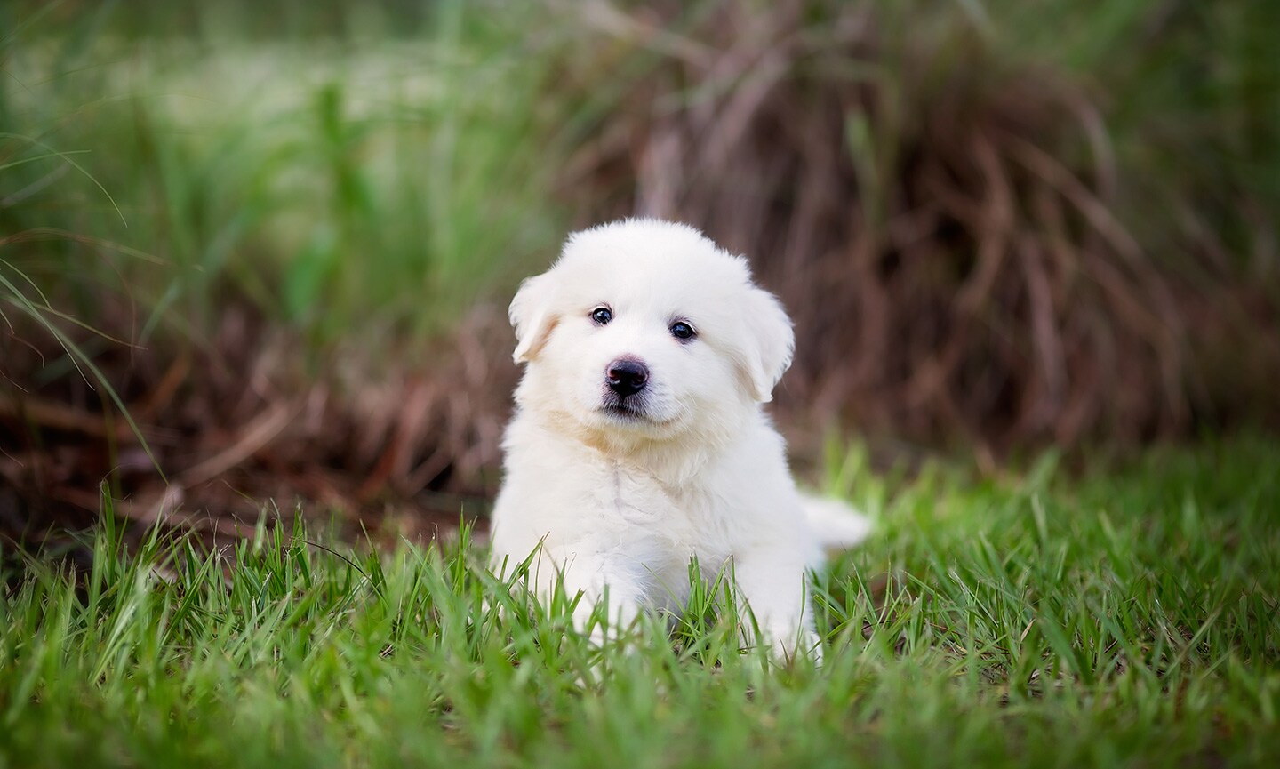 Feeding a great pyrenees puppy best sale