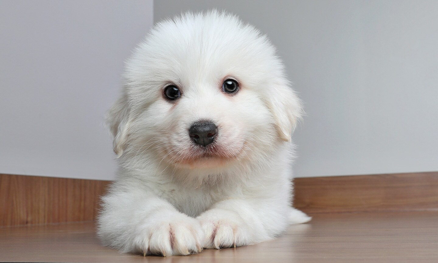 Great white pyrenees shops puppies