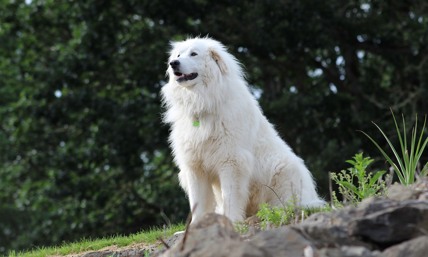 Large white dog breeds great pyrenees hotsell