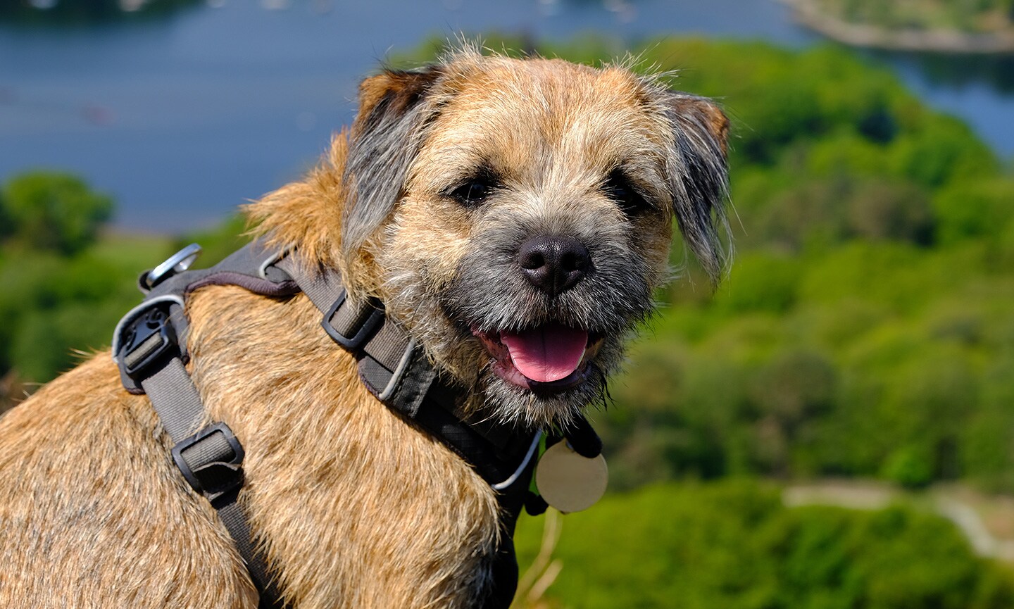 Hot Sassy Border Terrier!