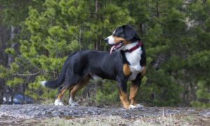 Entlebucher Mountain Dog