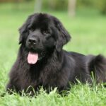 Photo of a Newfoundland