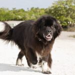 Photo of a Newfoundland