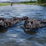 Photo of two Newfoundland dogs swimming