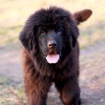 Photo of a Newfoundland