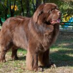 Photo of a Newfoundland