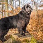 Photo of a Newfoundland