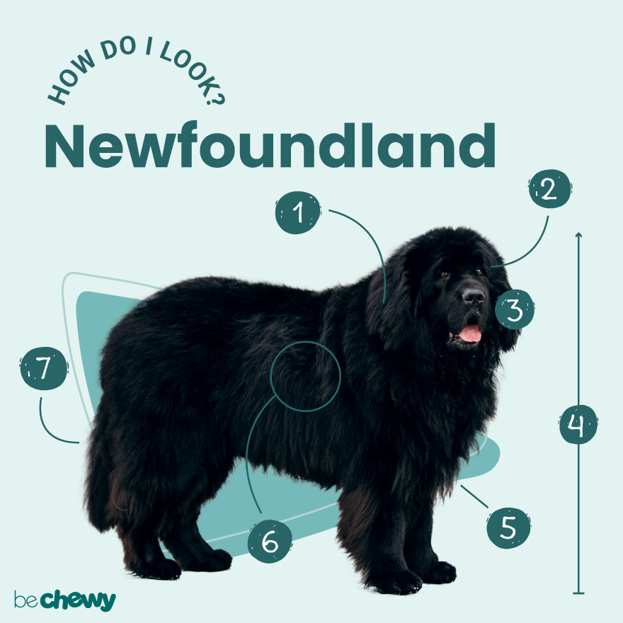 Photo of a Newfoundland