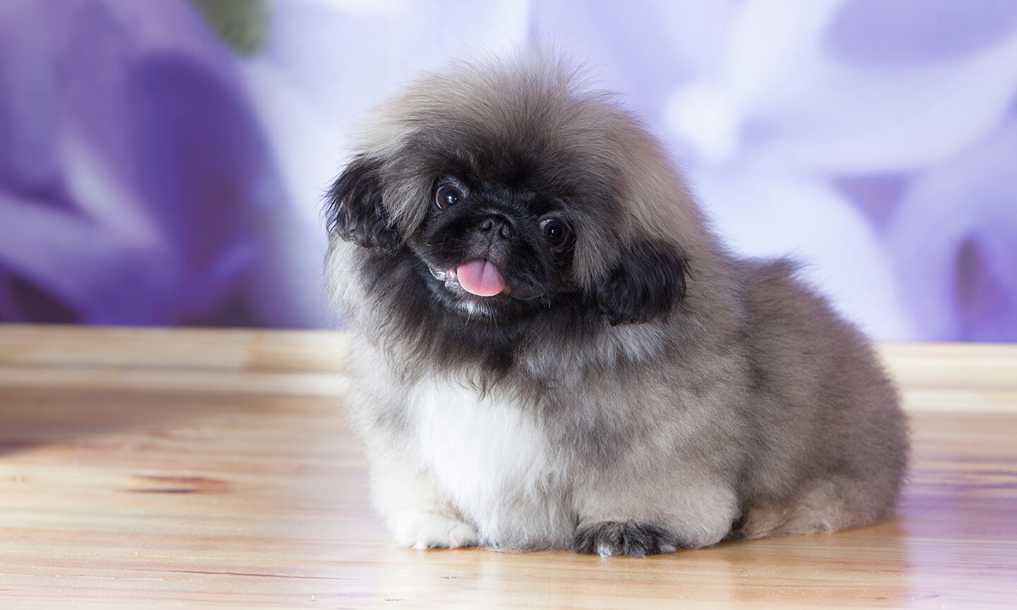 Tan fashion pekingese