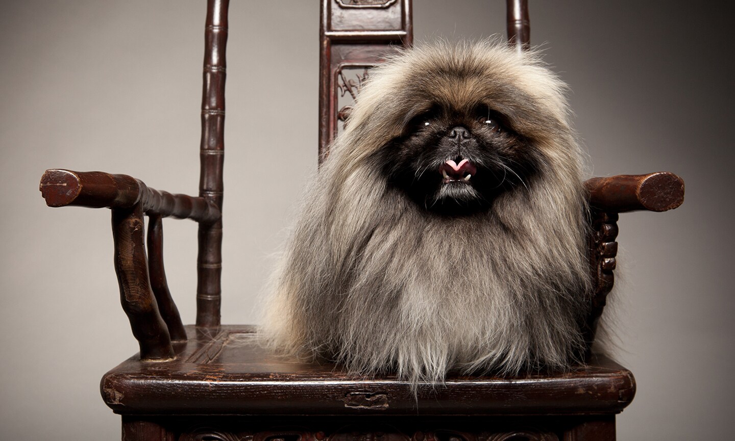 Pekingese Breed: Characteristics, Care & Photos | Chewy