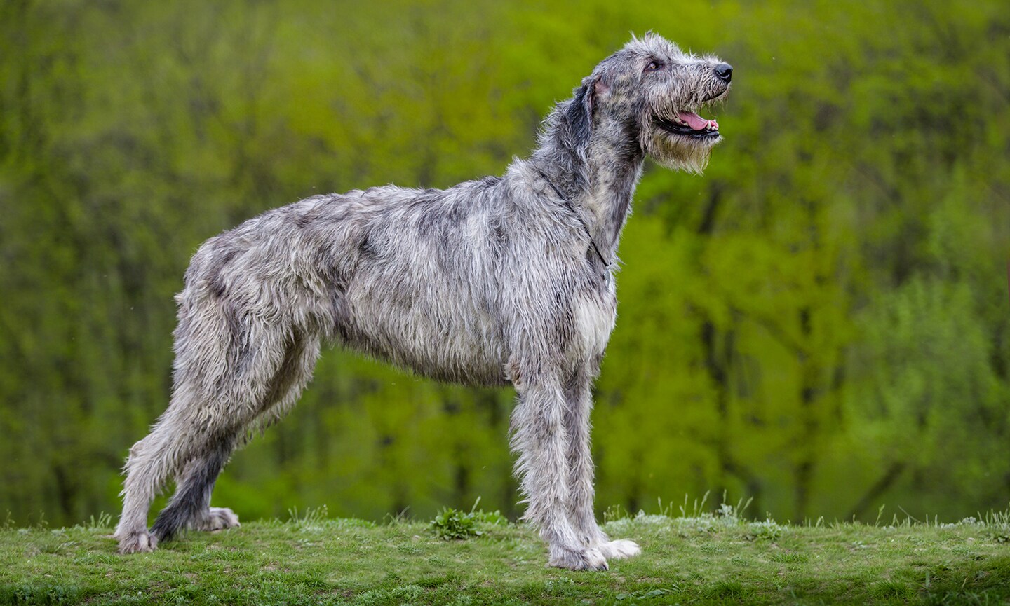 Fashion grey wolf hound