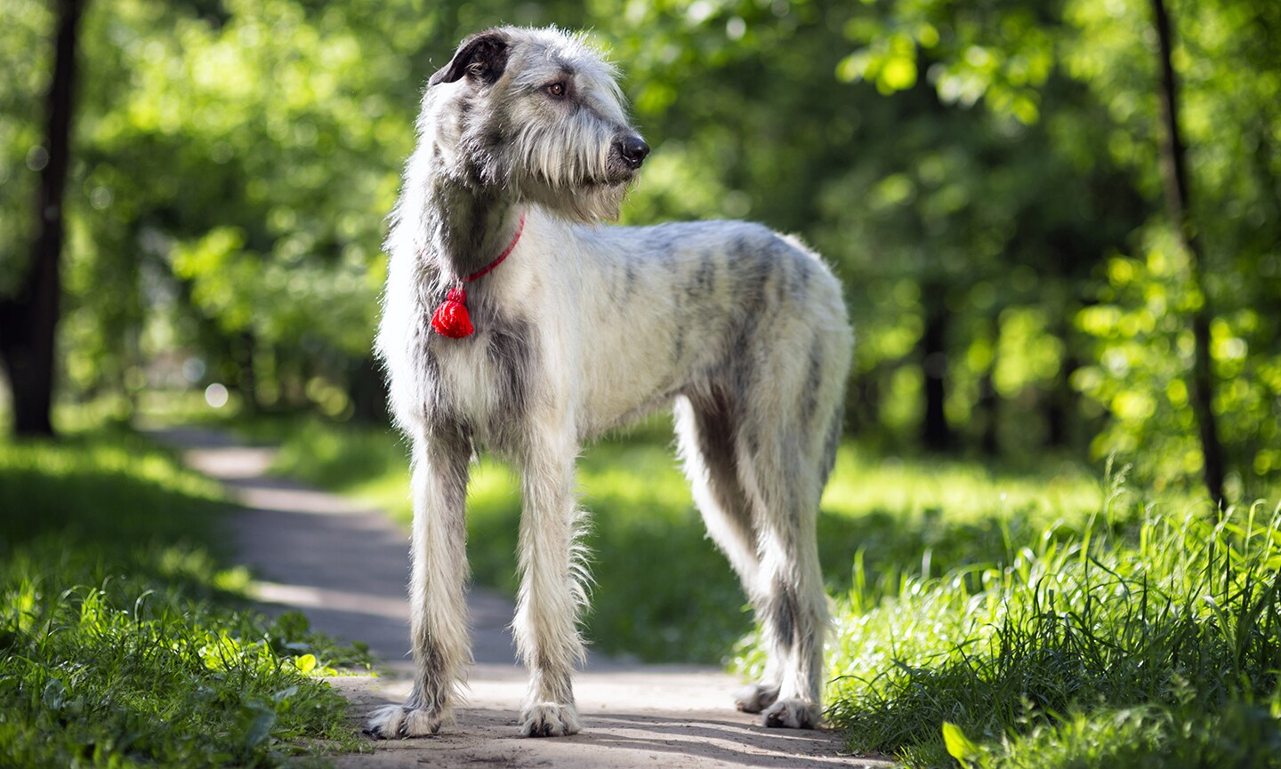 Fashion grey wolf hound