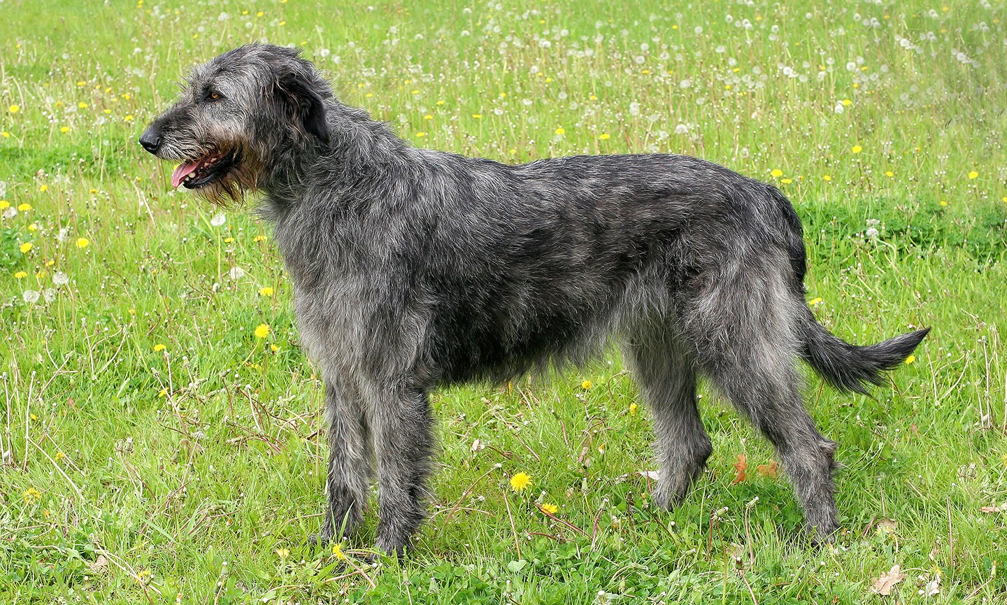 Brindle shops irish wolfhound