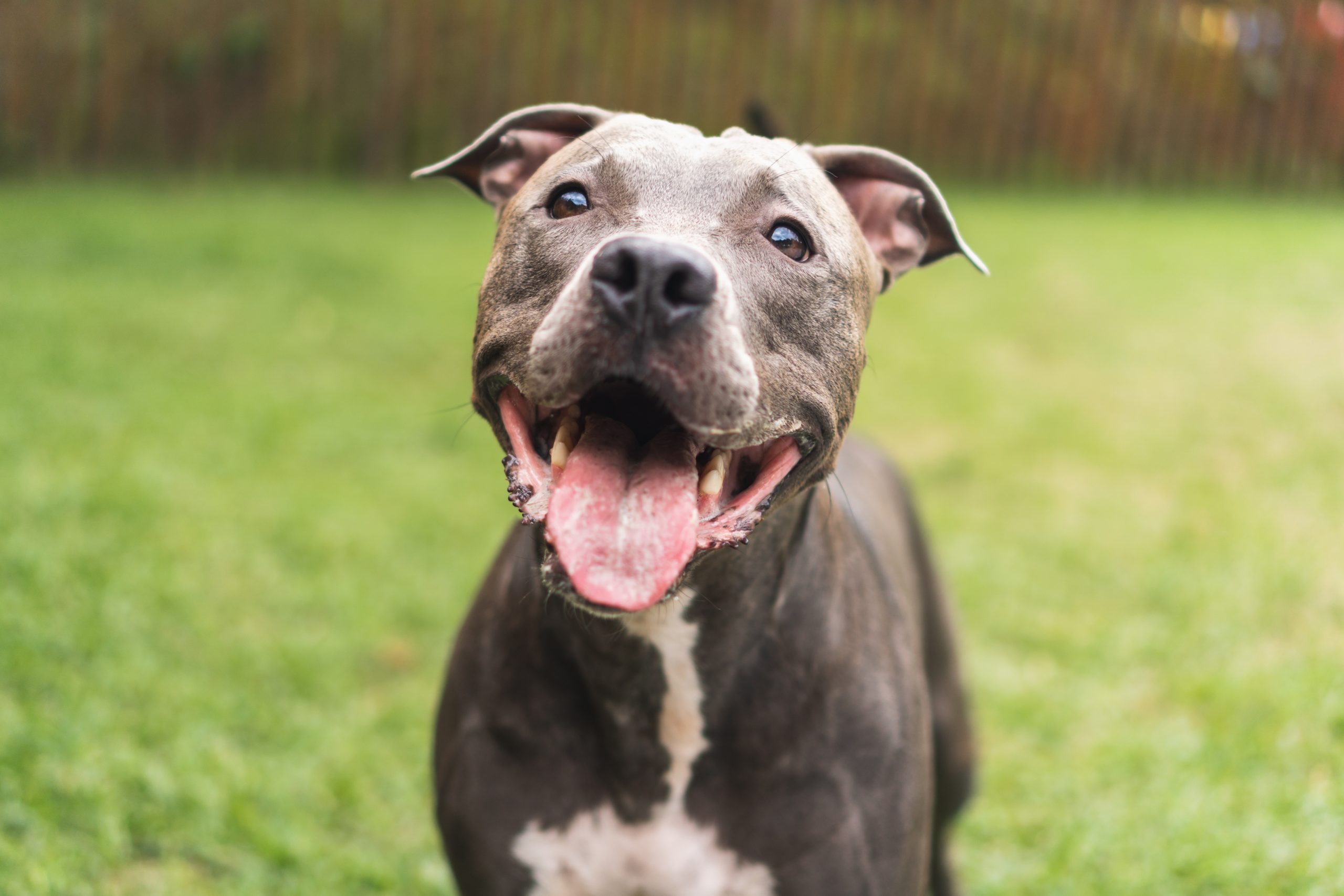 Pit Bull Terrier Dog For Adoption Jada An American Staffordshire